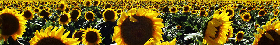 wp-content/themes/primepress/headers/PP-field of dreams.jpg